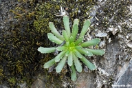 Photo of Lewisia serrata
