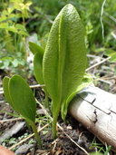 Photo of Ophioglossum pusillum