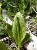 Ophioglossum pusillum