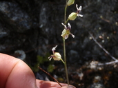 Streptanthus glandulosus ssp. josephinensis