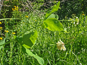 Photo of Trifolium howellii