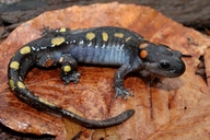 Ambystoma maculatum