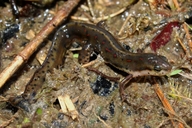 Central Newt