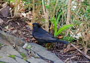 Canarian Blackbird