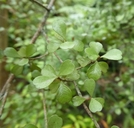 Lophomyrtus ralphii