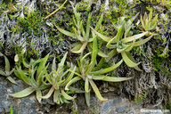 Dudleya abramsii ssp. murina