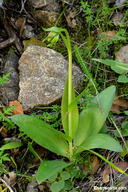 Fritillaria bicolor var. bicolor