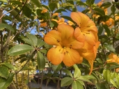 Rhododendron vireya