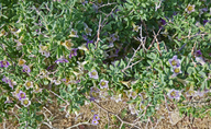 Baja Desert Thorn