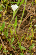 Bouchetia erecta