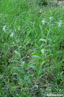 Lithospermum bejariense