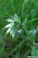 Lithospermum bejariense