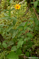 Wedelia hispida