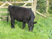 Dexter Cow