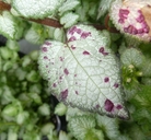Lamium maculatum