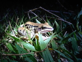Leptodactylus mystacinus