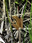 Yellow-spotted Treefrog