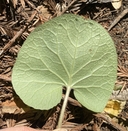 Petasites fragrans