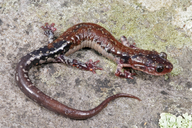 Plethodon ouachitae