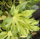 Fatsia japonica