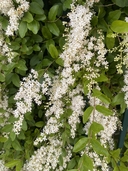 Ligustrum obtusifolium