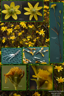 Lasthenia gracilis