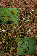 Plagiobothrys austiniae