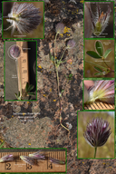 Common Rancheria Clover