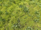 Lasthenia glaberrima