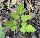 Osmorhiza berteroi