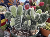 Opuntia microdasys