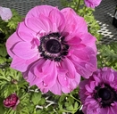 Anemone coronaria