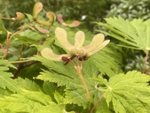 Acer japonicum