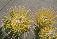 Leucospermum gueinzii