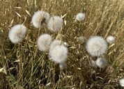 Agoseris grandiflora var. grandiflora