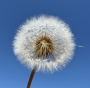 Agoseris grandiflora var. grandiflora