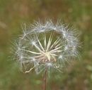 Agoseris heterophylla var. heterophylla