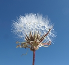 Agoseris heterophylla var. heterophylla