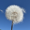 Agoseris grandiflora var. grandiflora