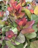 Cotinus coggygria