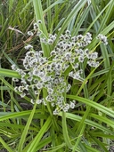 Scirpus microcarpus