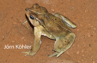 Rhinella iserni