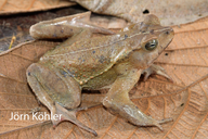 Rhinella iserni