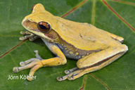 Boana melanopleura