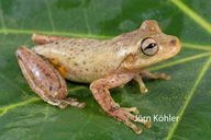 Scinax oreites