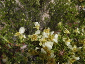 Purshia stansburyana