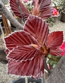 Fagus sylvatica
