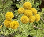Tanacetum camphoratum