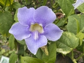 Thunbergia grandiflora