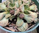 Tithanopsis fulleri